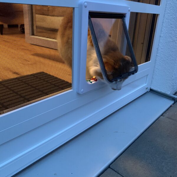 Katze geht durch Katzenklappe